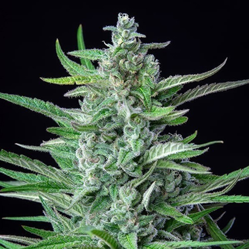 [RQS013F] Royal Queen Seeds, Spezial Kush #1, 3 Samen, fem.