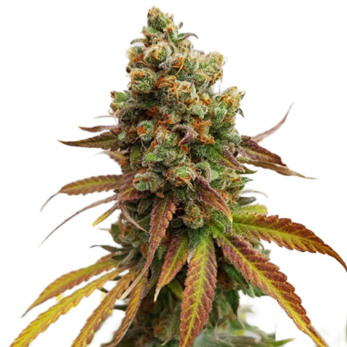 [RQS014F] Royal Queen Seeds, Special Queen #1, 3 Seeds, Fem.