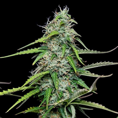 [RQS021A] Royal Queen Seeds, Royal Gorilla, 3 Seeds, Fe.auto