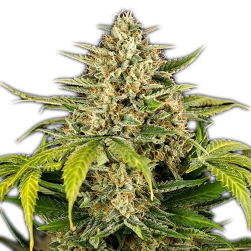 Royal Queen Seeds, Green Gelato, 3 Seeds, Fem.auto